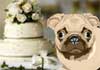 Talking Wedding-Annivesary Pug