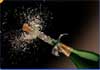 A freshly-opened bottle of champagne, where the champagne is exploding from the bottle, propelling the cork along with it. New Years Fun is written below the bottle.