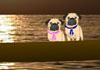 Two pugs sit at a table set with a bowl of bread sticks, and a vase of roses. The doggies lean together romantically.