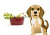 A beagle sitting next to a pot with the bottom part of a rubber chicken poking out of it.