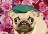 An animated pug looks at the viewer.