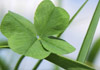 A closeup image of a four leaf clover, its surrounding blades of grass, and a small section of blue sky showing behind it.