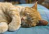 An orange tabby cat sleeps peacefully.