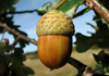 Acorn Fall