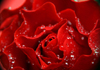 A closeup of a rose, with droplets of water dotting the petals.