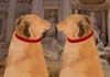 A happy golden retriever sweetly touch noses in front of a building in Rome.