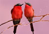 A pair of birds perch on a tree branch.