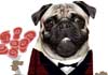 Three pugs, wearing red plaid tuxedos, and surrounded by hearts.