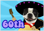 Photographs of a chihuahua, Boston terrier, and cat’s faces. They are dressed in cartoon mariachi outfits and sombreros. The chihuahua is holding a margarita, the Boston terrier is holding a guitar and the cat is playing a trumpet. The ecard title Mariachi 60th Birthday is above them.