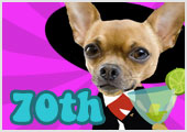 Photographs of a chihuahua, Boston terrier, and cat’s faces. They are dressed in cartoon mariachi outfits and sombreros. The chihuahua is holding a margarita, the Boston terrier is holding a guitar and the cat is playing a trumpet. The ecard title Mariachi 70th Birthday is above them.
