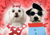 A maltie wearing a pink dress with red hearts on it, poses with a terrier wearing a shirt, bandanna around his neck, dark glasses, a beret, and a mustache.