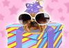 Photographs of the faces of three dogs are dressed as fun, cartoon party items. A chihuahua is dressed as a bottle of champagne, a pug is dressed as a pink and white birthday cake, and a Yorkie is wearing sunglasses and a party hat, and is dressed as a present. Birthday Dancing Doggies For 40th is written in the foreground.