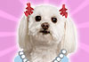 Photos of three Maltese dogs, who are wearing cartoon dresses, pearl necklaces, and hairbows, giving the impression that they are singers. The title of the ecard: Singing Birthday Malties, is written above them.