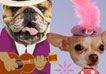 A chihuahua in a dress, and a hat with a feathery plume, and a bulldog in a straw hat, blazer, who is holding a guitar.