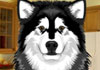 Talking Alaskan Malamute (Personalize)