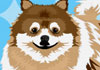 A fluffy Pomeranian dog looks at the viewer.