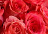 A bouquet of red roses.