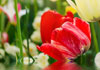 Enchanting Mothers Day for You