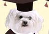 The thumbnail image for this graduation ecard features a white maltie dog wearing a graduation cap and gown, with pink bows on her ears, and pink gloves.