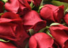 Six red roses lying on a table.