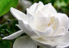 Mother's Day by Dionne Warwick