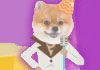 A photo of a Pomeranian dog’s face, that is dressed in a cartoon suit and conical party hat. The suit is white, with black lapels, and flared leg pants, reminiscent of an iconic suit from a 70’s era disco movie. The fun birthday ecard title Disco Dogs Birthday is written above the dancing dog. 