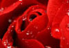 A close up of a red rose, with dew drops dotted over its petals.