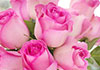 A bouquet of soft pink roses.