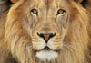 A closeup photo of a lion’s face. The ecard title Talking Lion is written in the foreground.