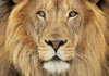 A closeup photo of a lion’s face. 