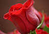 A close up of a single red rose.