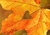 A Warm & Lovely Thanksgiving