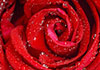 A closeup of a rose, with tiny droplets scattered across the flower.