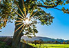 A peaceful meadow, with lush, green grass. There's a fence, and a worn, dirt path. The sun is peeking through the trees.