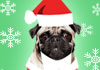 Three pugs wearing illustrated Santa outfits in front of a green background with white snowflakes, above them are the words Singing Christmas Pugs. 