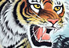 Year of the Tiger