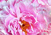A closeup view of the center of a pink peony in the thumbnail of this beautiful Mother's Day ecard.