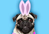 Singing Easter Pugs eCard
