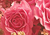 This Mothers Day ecard image shows 4 dark pink wild rose blooms against a background of many smaller tan flower blooms with the name of the card in white letters saying Mothers Day Flowers.
