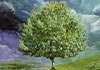 An environmentally conscious ecard featuring a huge tree covered in white flowers in front of a cloudy sky. The title of the Arbor Day ecard is in white, handwritten letters.