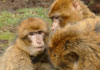 Several monkeys are clustered around one monkey. The group is grooming the monkey at its center.
