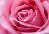 This Valentine's Day card shows a close up of a pink rose bloom. The title in white font reads, 